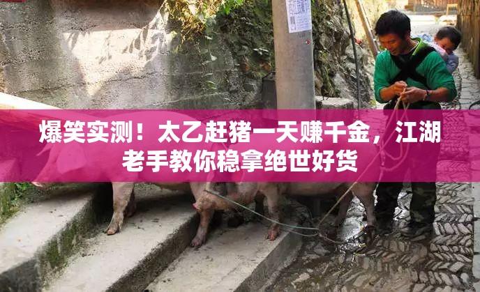 爆笑實測！太乙趕豬一天賺千金，江湖老手教你穩(wěn)拿絕世好貨