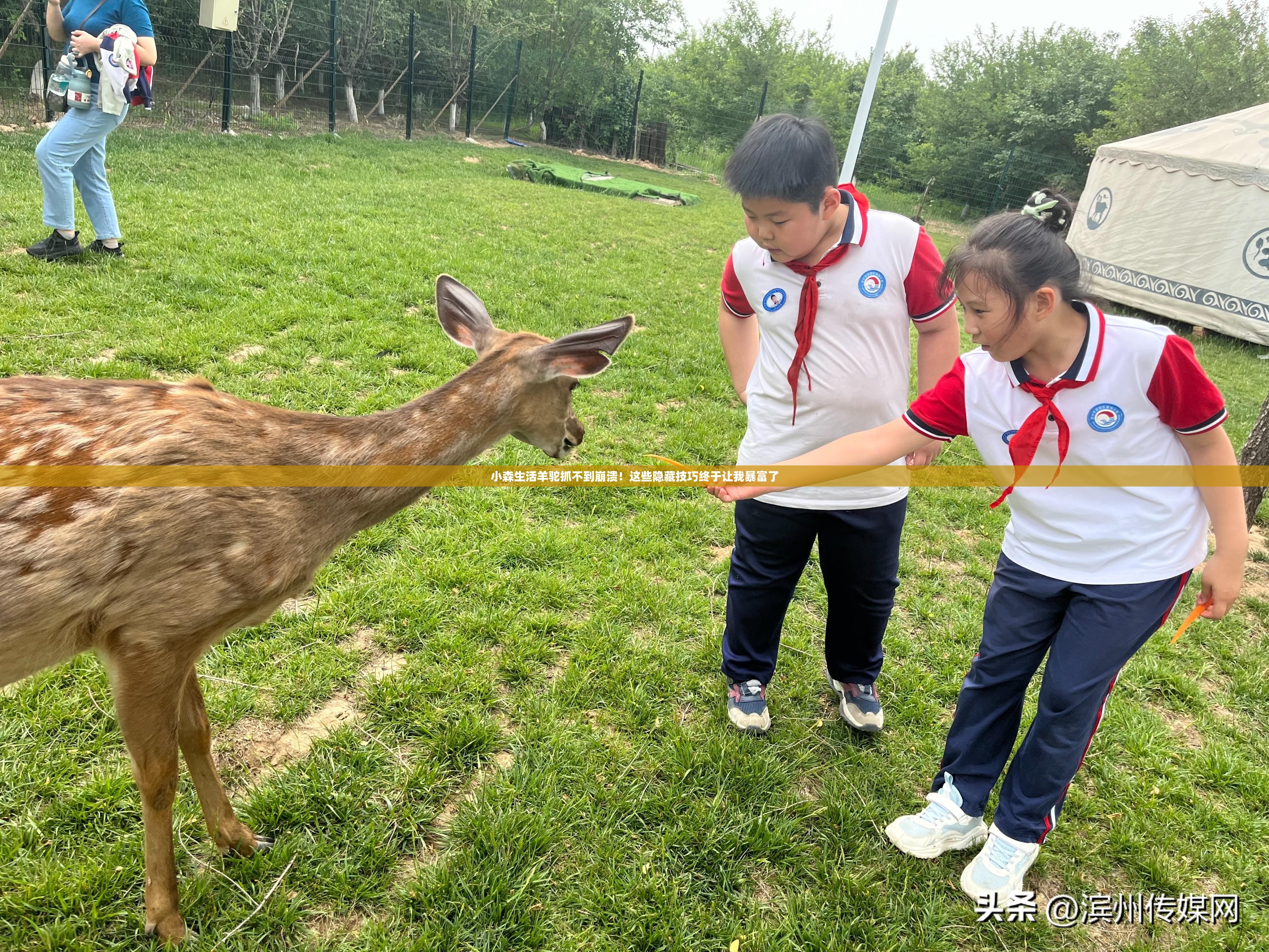 小森生活羊駝抓不到崩潰！這些隱藏技巧終于讓我暴富了